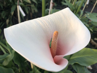 Moeras aronskelk roze / Zantedeschia aethiopica pink