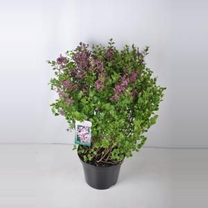 Dwergsering (syringa meyeri "Palibin") - 60-80 cm - 1 stuks