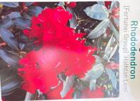 Rhododendron Halfdan Lem - Warentuin natuurlijk