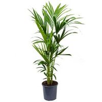 Kentia Palm howea forsteriana 5pp L kamerplant - thumbnail