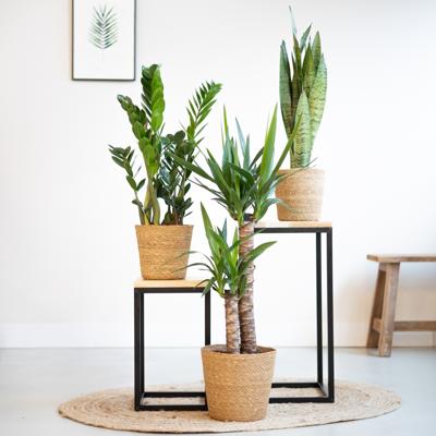 plantje.nl, Makkelijke kamerplanten,Combideals,Kamerplanten, Plantenbox, 3 stuks