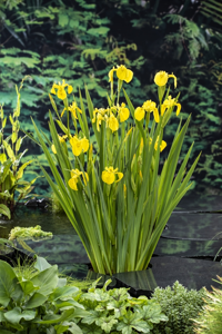Gele lis / Iris pseudacorus