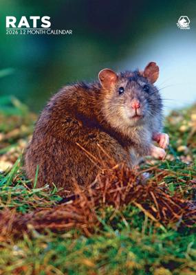 Ratten A3 Kalender 2026