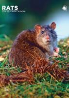 Ratten A3 Kalender 2026