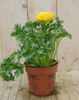 3 stuks! Ranonkel geel Ranunculus Warentuin Natuurlijk - Warentuin natuurlijk
