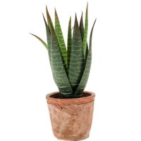 Kunstplant Aloe Vera - groen - in oude terracotta pot - 23 cm - thumbnail