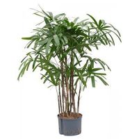 Rhapis Bamboepalm Excelsa L hydrocultuur plant