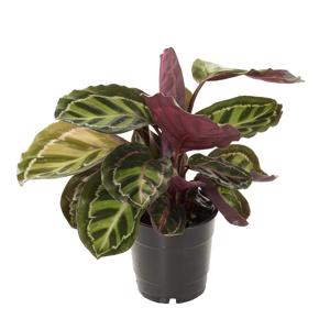 Calathea Roseopicta Illustris - P 12 cm