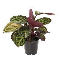 Calathea Roseopicta Illustris - P 12 cm
