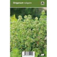 Wilde marjolein (origanum vulgare) kruiden - 12 stuks - thumbnail