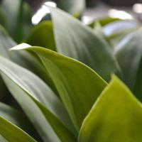 Agave kunstplant 70cm - UV bestendig