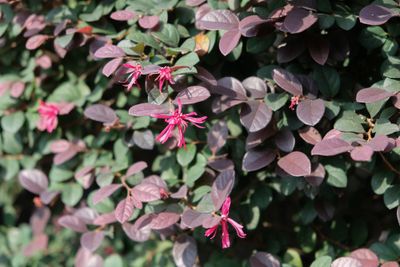 Loropetalum