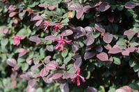 Loropetalum