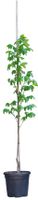 2 stuks! Walnotenboom Lange van Lod Juglans regia Lange van Lod h 162,5 cm st. omtrek 2 cm boom - Warentuin Natuurlijk