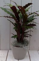 Calathea rood blad taupe pot 40 cm - Warentuin Natuurlijk