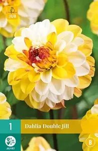 1 Dahlia Double Jill