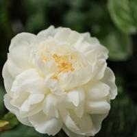 Pioenroos kunstbloem 69cm creme Pioenroos kunstbloem 69cm creme
