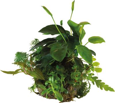 Ap-ball anubias nana Aquafleur - Aquadistri