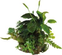 Ap-ball anubias nana Aquafleur - Aquadistri