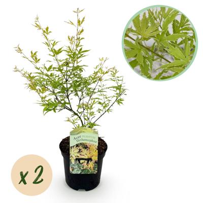 Green boutiQ - Terrasplant - Japanse Esdoorn - Acer palmatum Methamorphosa - Groen - 2 Planten - Bladverliezend - Pot 19cm Hoogte 70cm