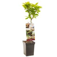 Kersenboom Prunus a. Kordia