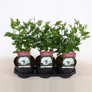 Hibiscus syriacus Speciosus - 50 - 70 cm - 5 stuks