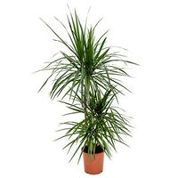 Dracaena marginata S kamerplant - thumbnail