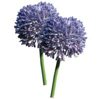 Allium/Sierui Globemaster kunstbloem - 2x - losse stelen - paars - 44 cm - Natuurlijke uitstraling