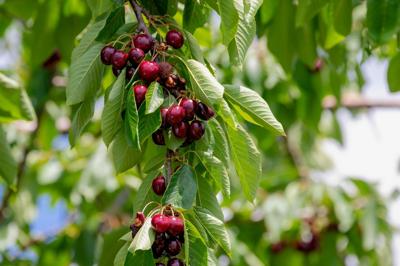 Kersenboom &apos;Regina&apos;