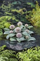 Sierui / Allium karataviese