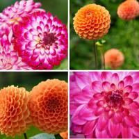 Flowerbulbs Amsterdam - Mix Pompon Splash, 6 Dahlia Little Robert & 6 Dahlia Ralphie knollen voor 2 m² Flowerbulbs Amsterdam - Mix Pompon Splash, 6 Dahlia Little Robert & 6 Dahlia Ralphie knollen voor 2 m²