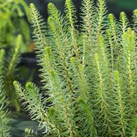 Lidsteng Hippuris vulgaris P11 waterplant Lidsteng Moerings - Moerings