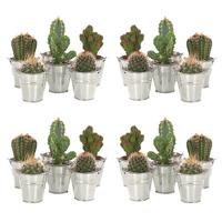 Mini Cactusjes 20-pack (in zinken emmertje) - P 6