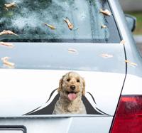 Labradoodle 3D autosticker - thumbnail