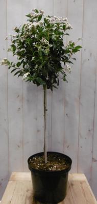 Viburnum Tinus stamhoogte 50 cm en hoogte 100 cm wit - Warentuin natuurlijk
