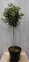 Viburnum Tinus stamhoogte 50 cm en hoogte 100 cm wit - Warentuin natuurlijk