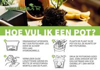 3 stuks! Lavendel wit - Warentuin natuurlijk