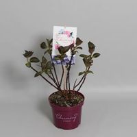 Hydrangea Macrophylla "Charming® Sophia Blue"® boerenhortensia - 25-30 cm - 1 stuks