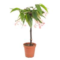 Begonia Tamaya (Angel Wing) - P 9 cm