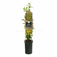 Klimplant Vuurdoorn - Pyracantha Soleil d'Or