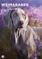 Weimaraner A3 Kalender 2026