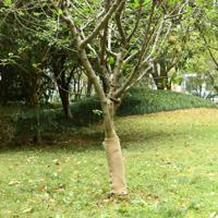 VidaXL Juterol 0,5x5 m 100% jute 200 g/m²