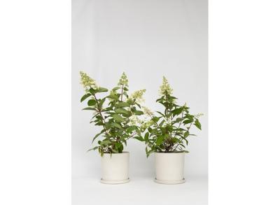 XL Hortensia Paniculata Pinky Winky - set van 2
