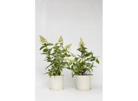 XL Hortensia Paniculata Pinky Winky - set van 2 XL Hortensia Paniculata Pinky Winky - set van 2