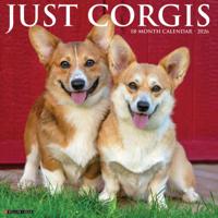 Welsh Corgi Kalender 2026