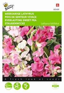 Lathyrus latifolius Gemengd - Buzzy