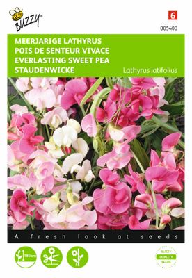 Lathyrus latifolius Gemengd - Buzzy