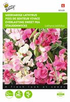Lathyrus latifolius Gemengd - Buzzy