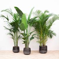 Combi deal XXL - Kentia 200 cm, Strelitzia Nicolai 225 cm, Areca 200 cm Combi deal XXL - Kentia 200 cm, Strelitzia Nicolai 225 cm, Areca 200 cm