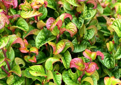 Leucothoe